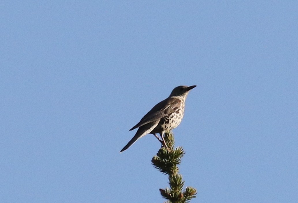 Mistle Thrush - ML636835792