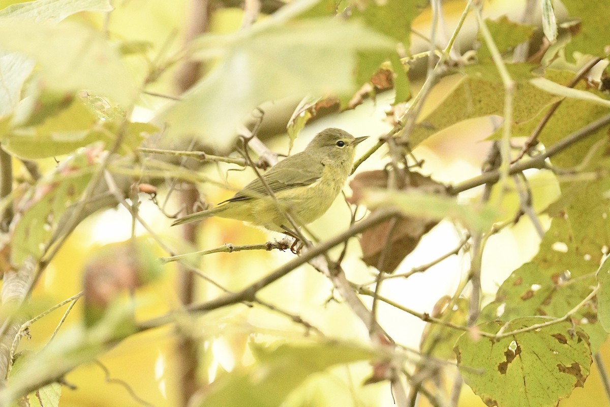 Orange-crowned Warbler - ML636835809
