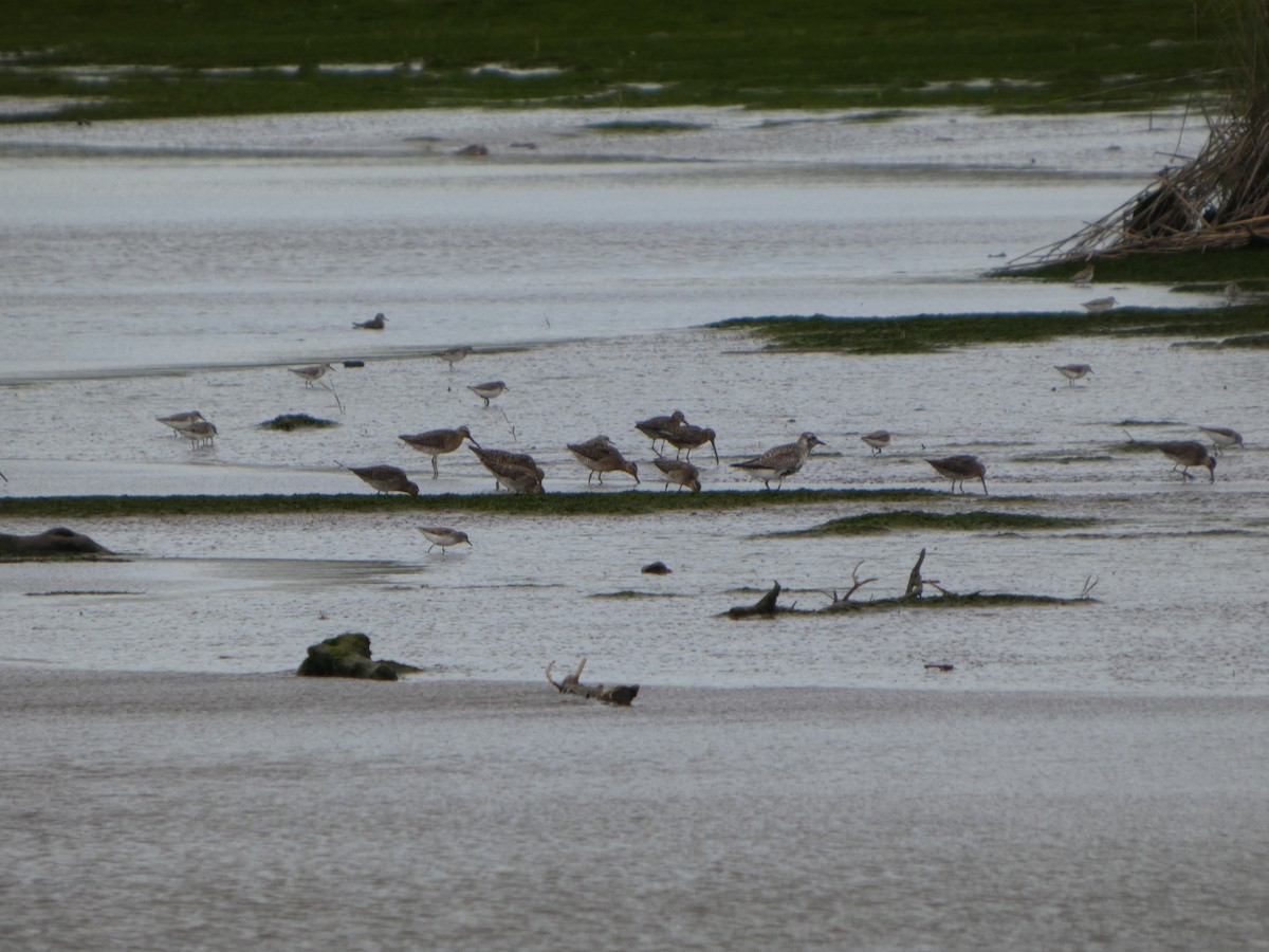 Black-bellied Plover - ML636835849
