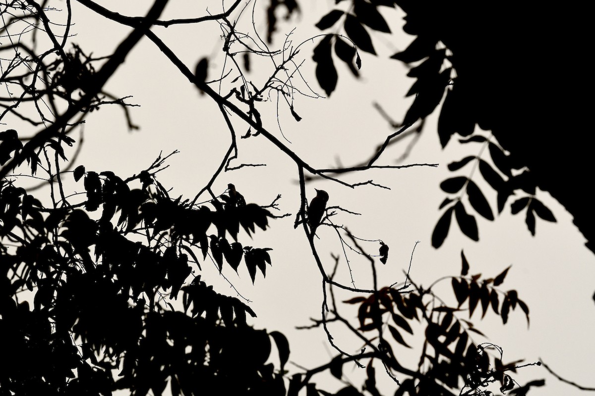 Downy Woodpecker - ML636835864