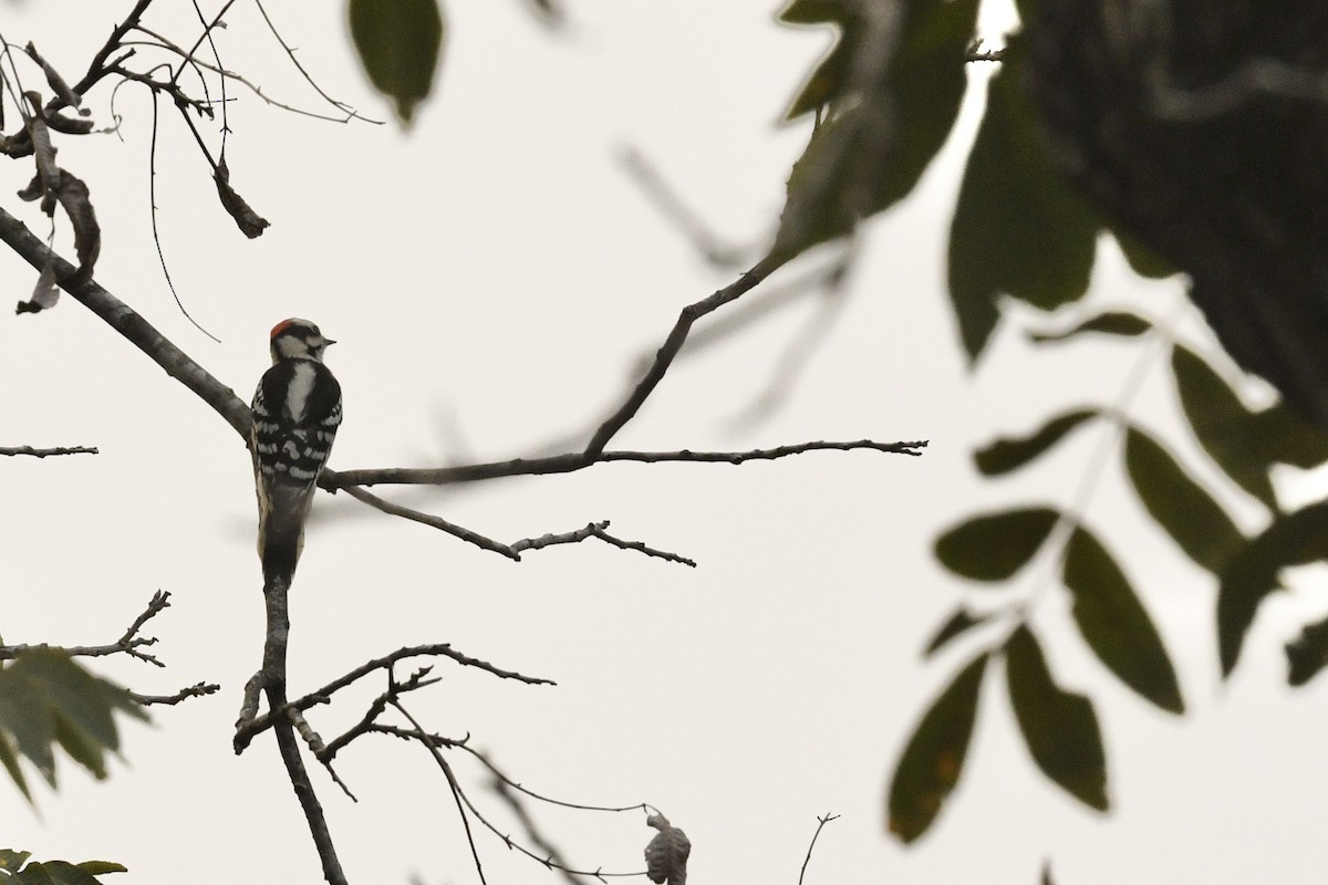 Downy Woodpecker - ML636835877