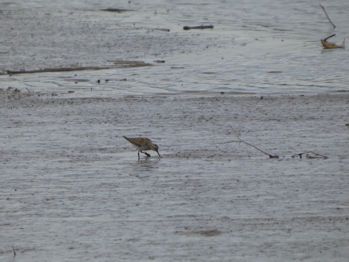White-rumped Sandpiper - ML636835913