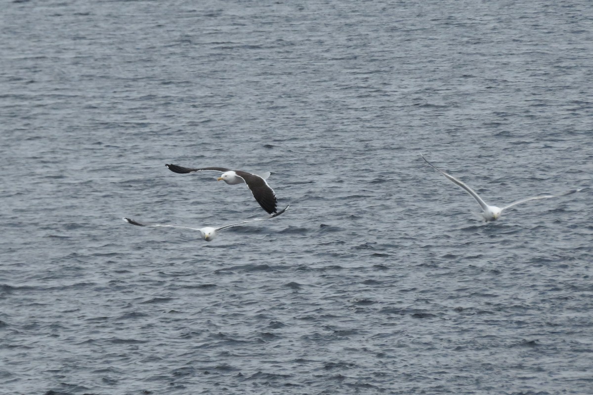 Lesser Black-backed Gull (fuscus) - ML636835925
