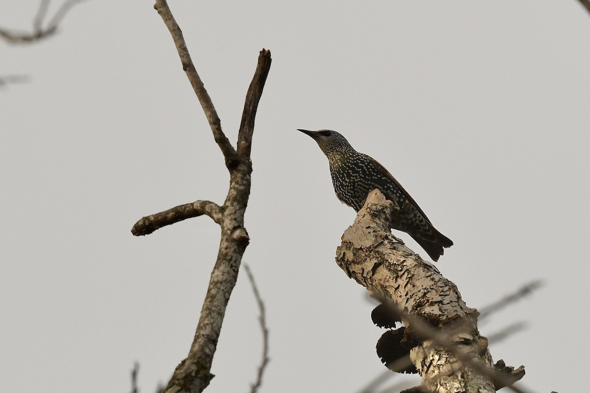 European Starling - ML636835940