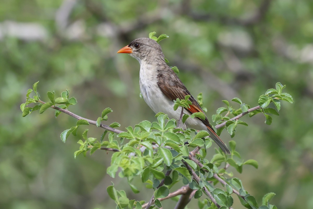 Red-headed Weaver (Northern) - ML636835973