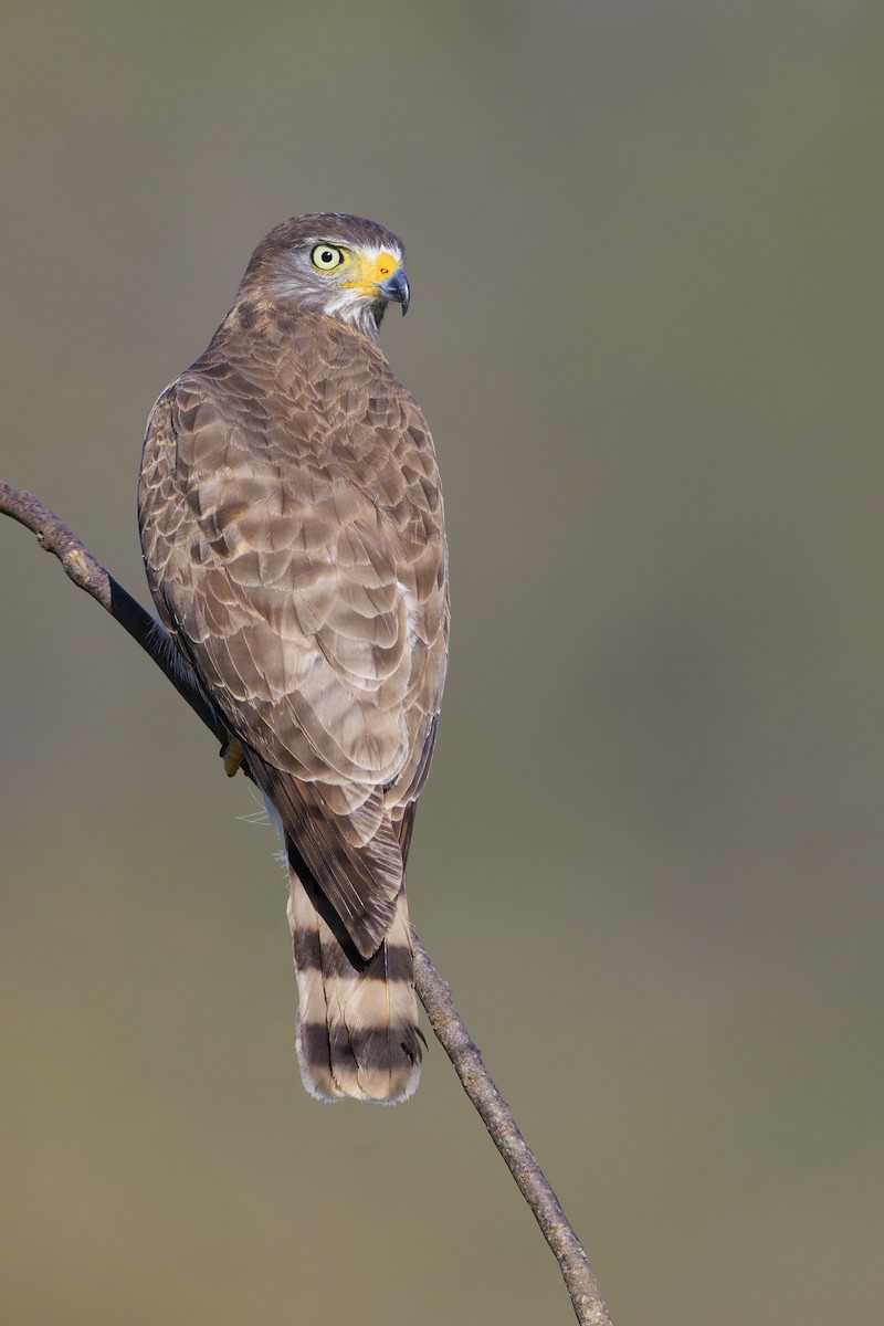 Roadside Hawk - ML636835975