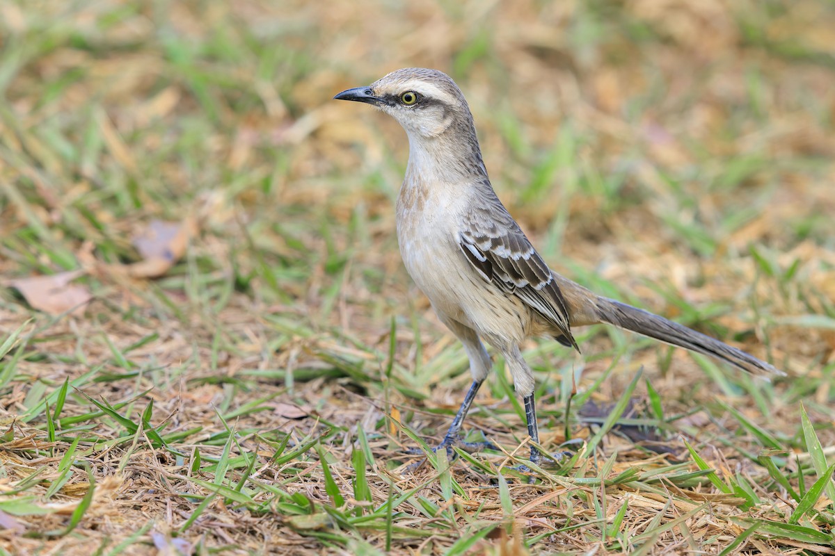 Chalk-browed Mockingbird - ML636835983