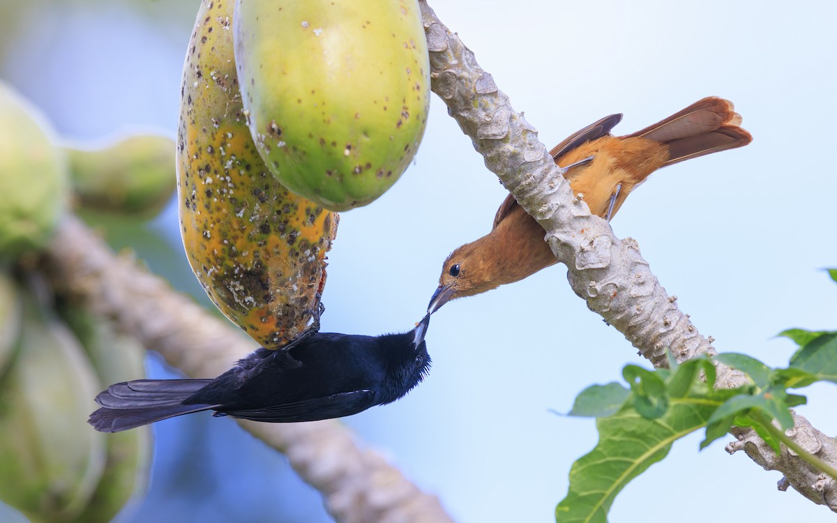 White-lined Tanager - ML636835994