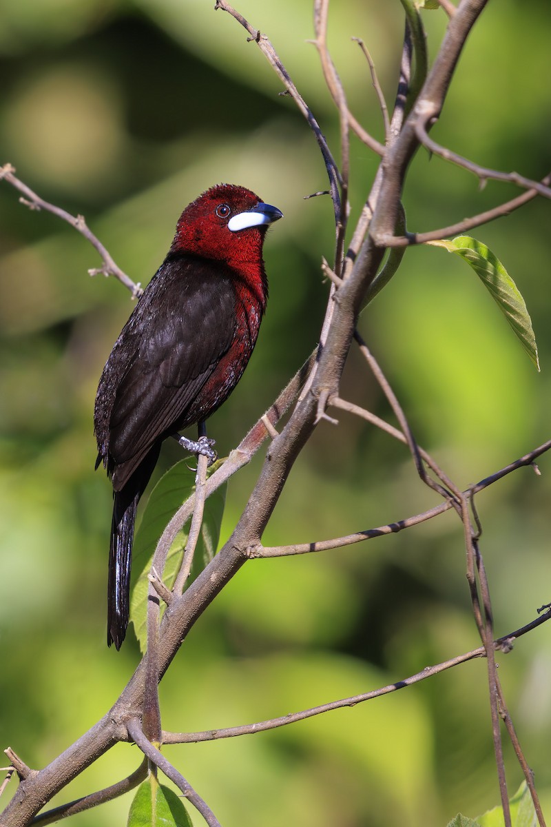 Silver-beaked Tanager - ML636836001
