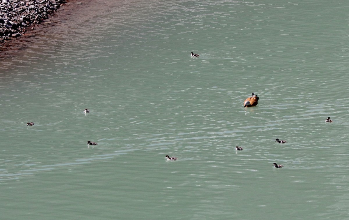 Ruddy Shelduck - ML636836003