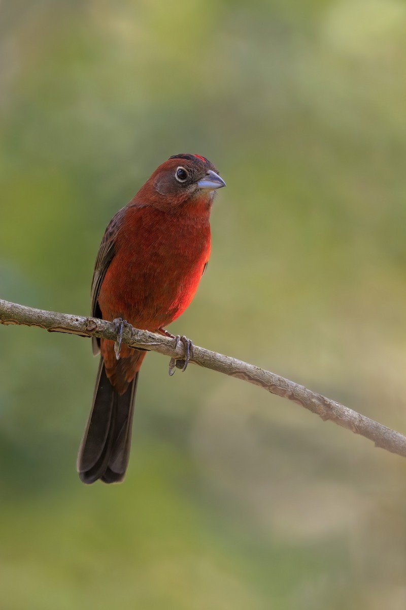 Red-crested Finch - ML636836008