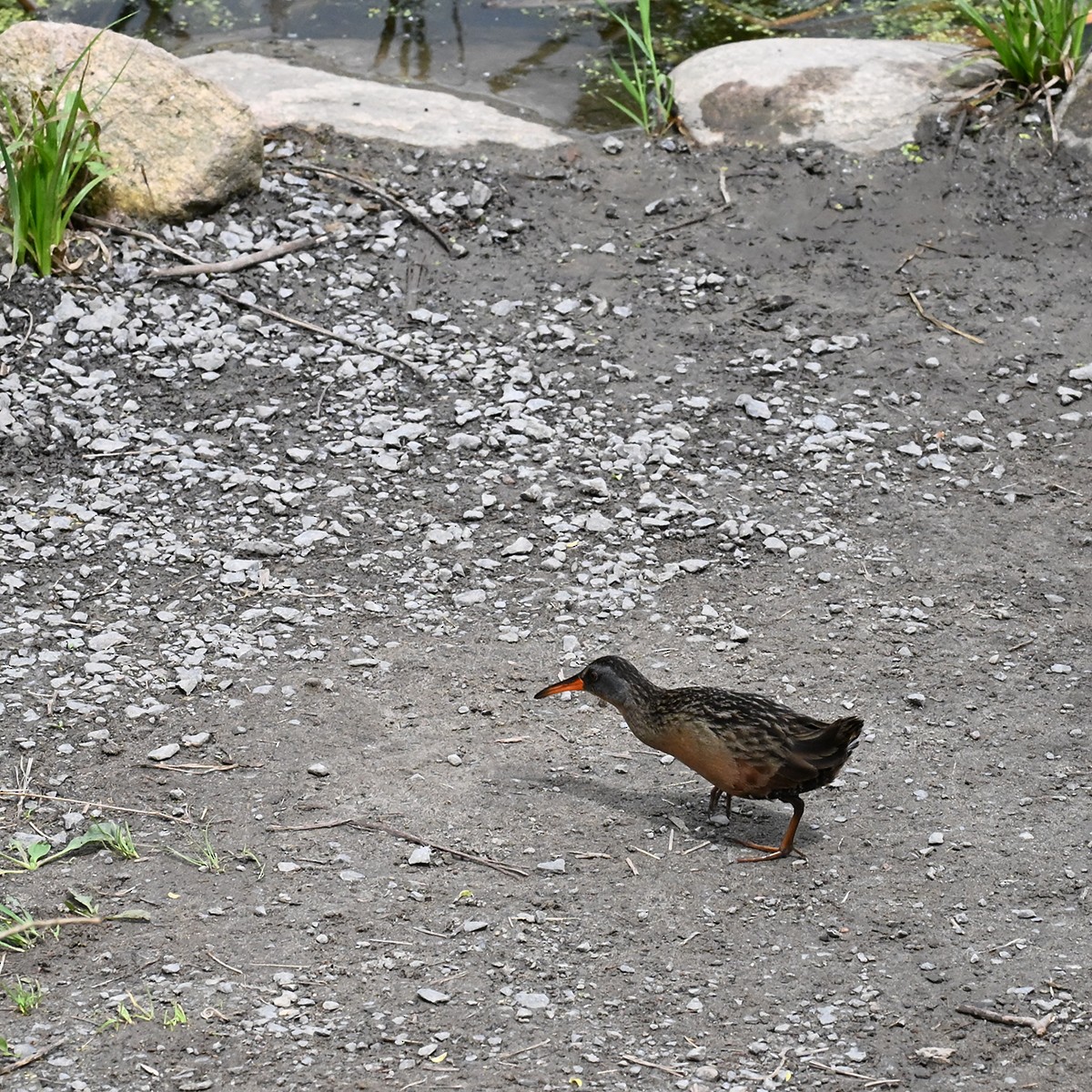 Virginia Rail - ML636836018