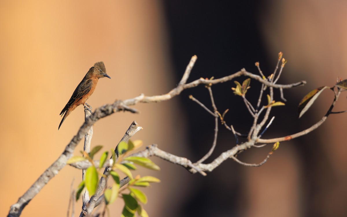 Cliff Flycatcher - ML636836066