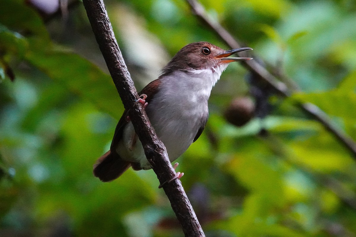 White-chested Babbler - ML636836098