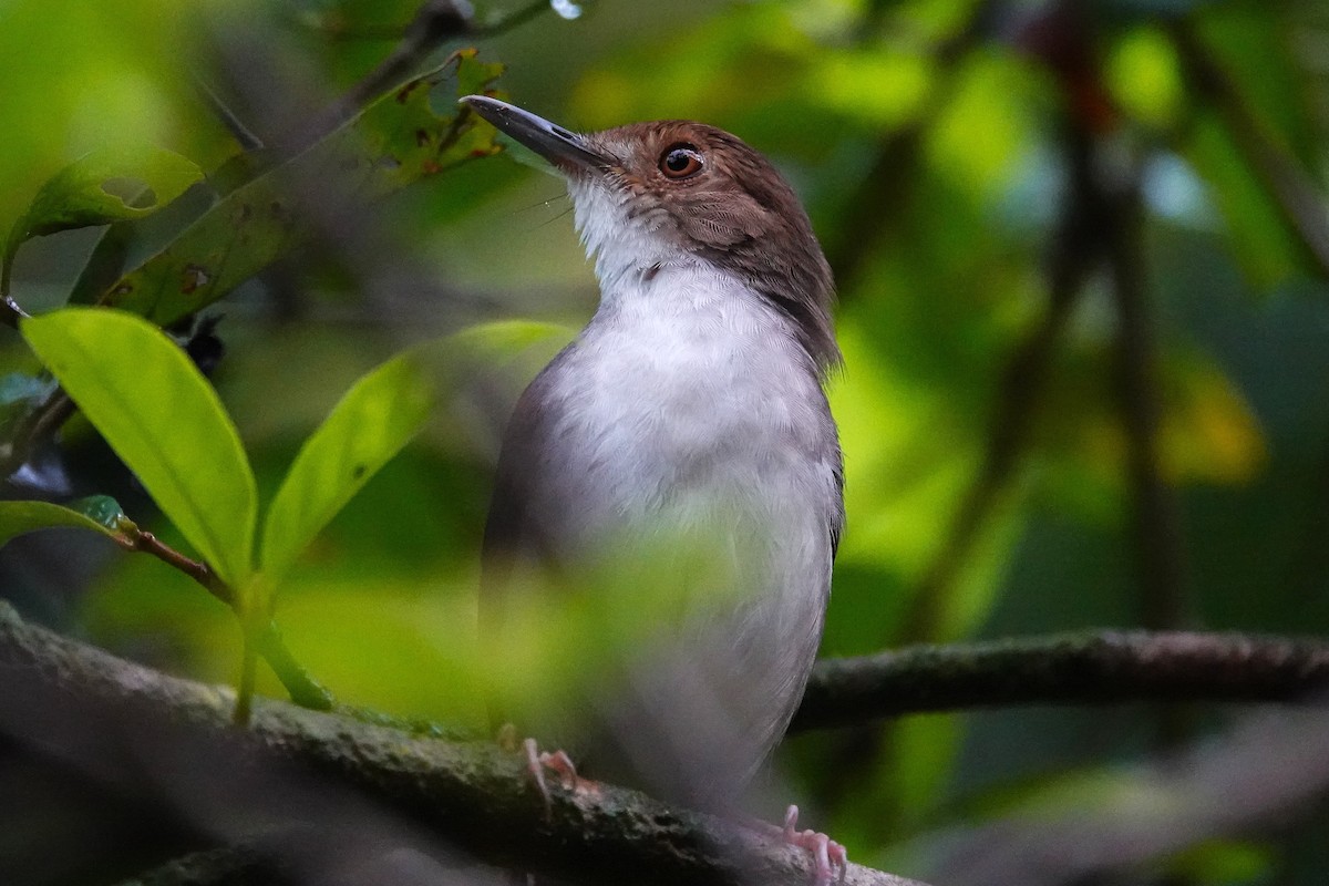 White-chested Babbler - ML636836099