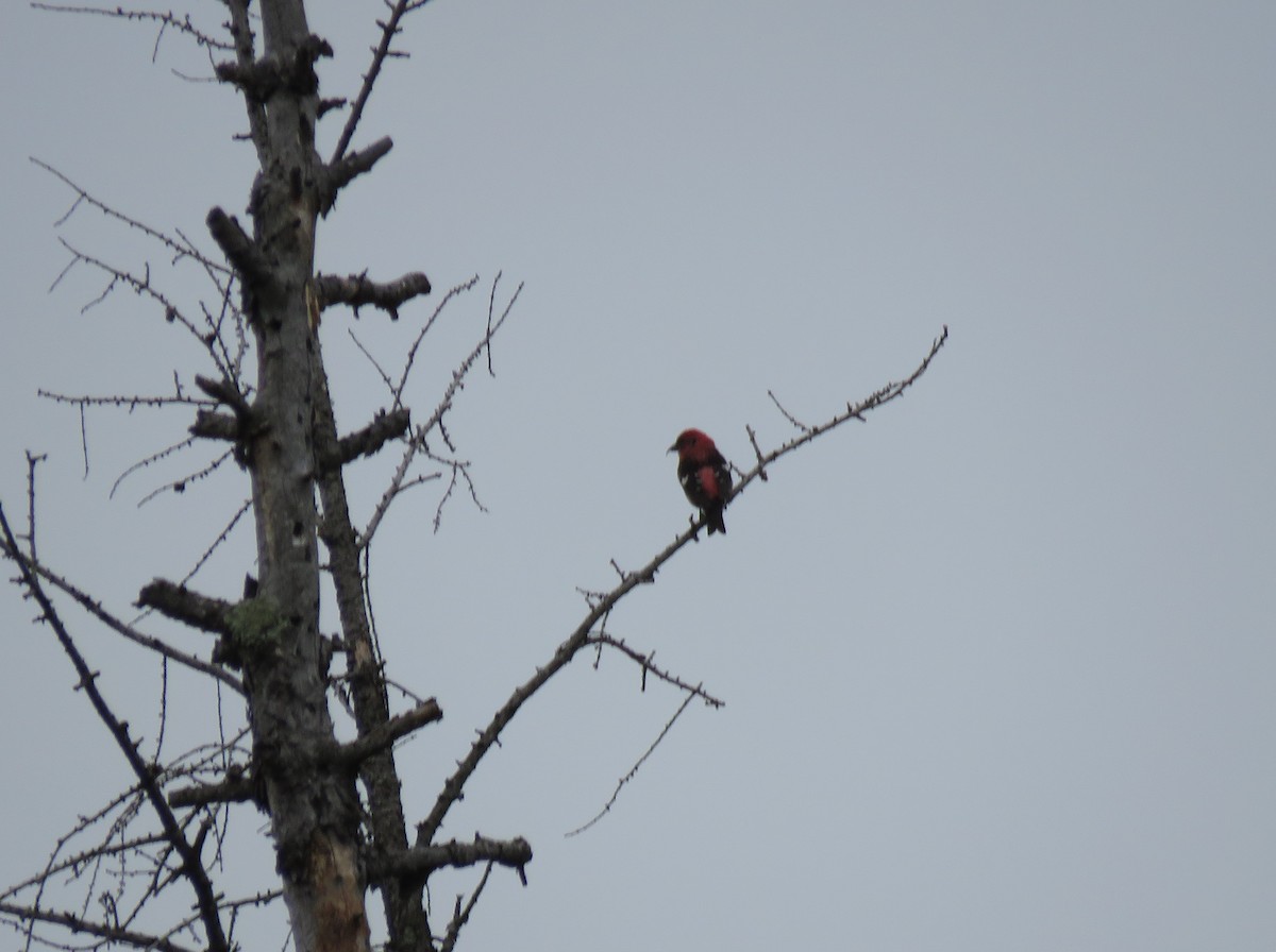 White-winged Crossbill - ML636836128