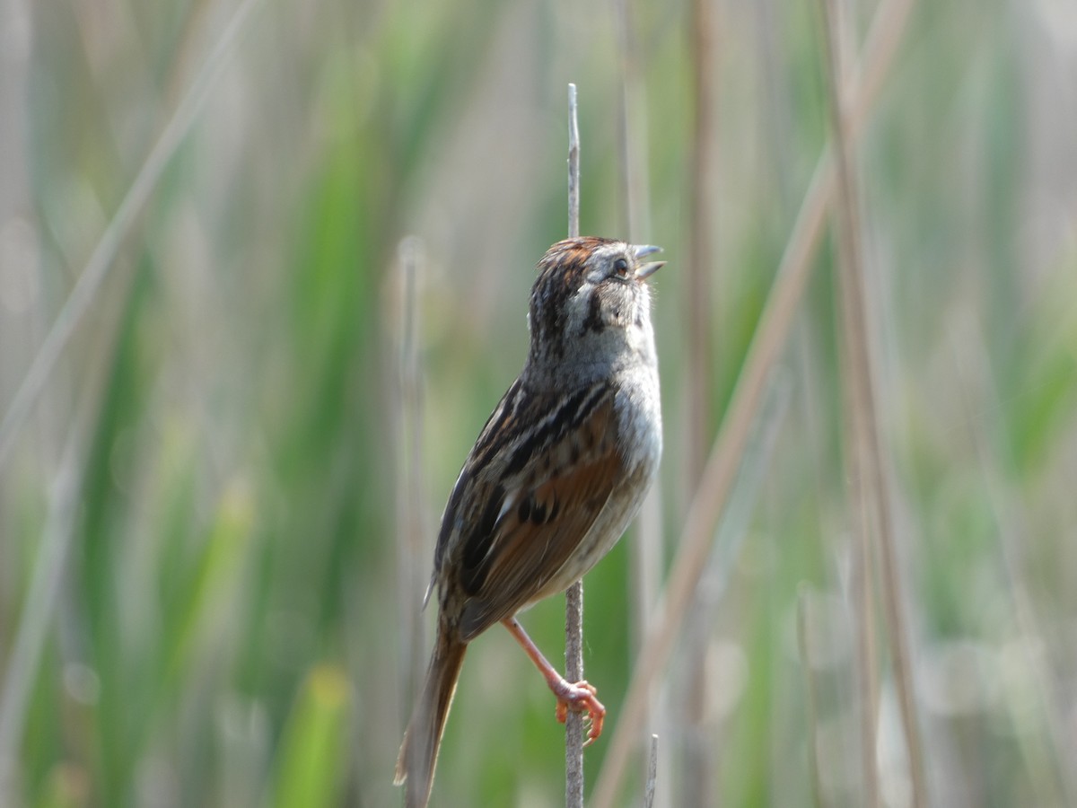 Swamp Sparrow - ML636836158