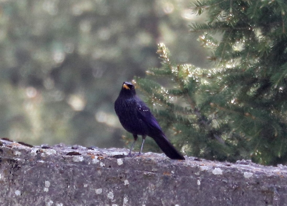 Blue Whistling-Thrush (Yellow-billed) - ML636836175
