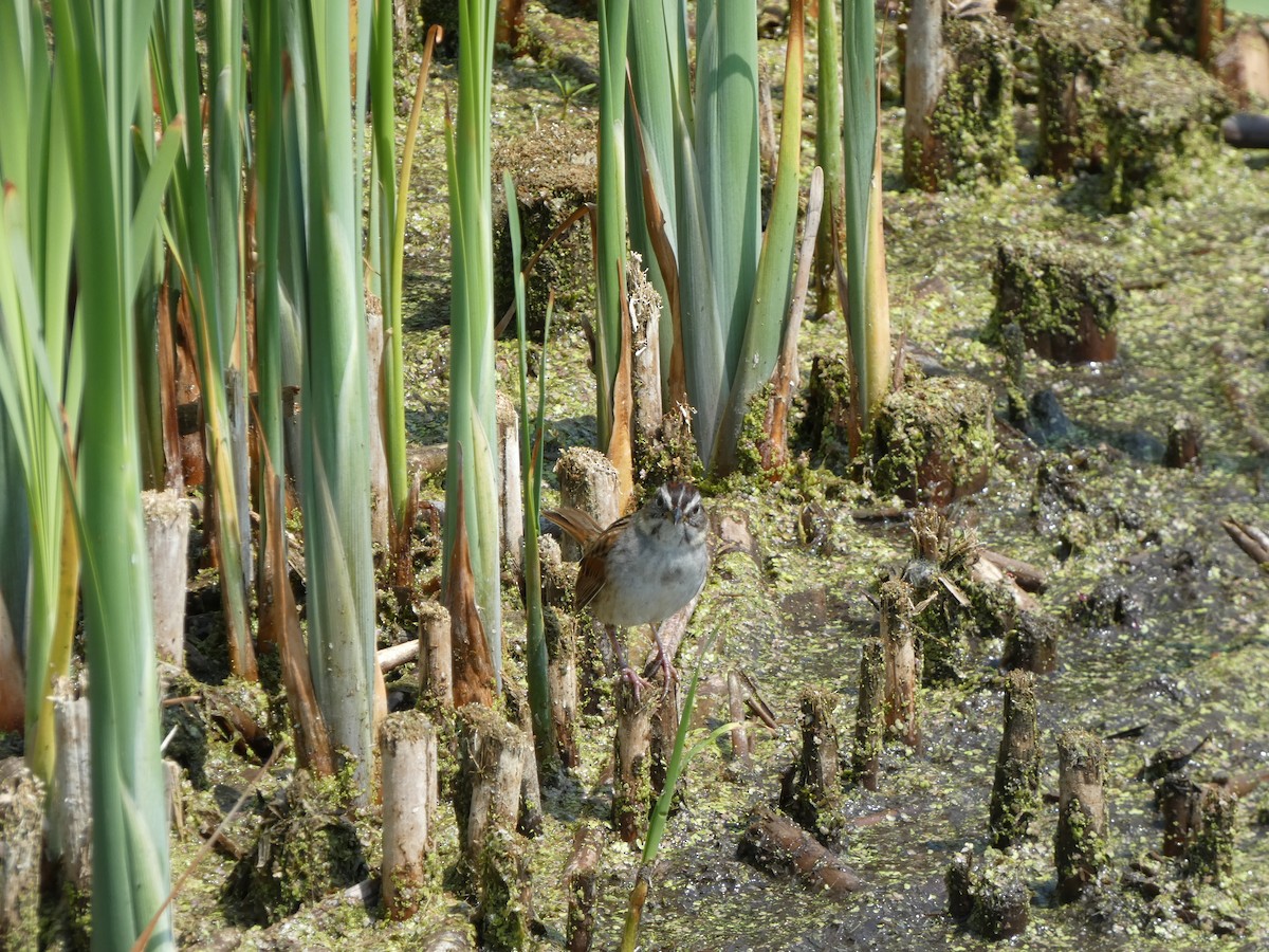Swamp Sparrow - ML636836189