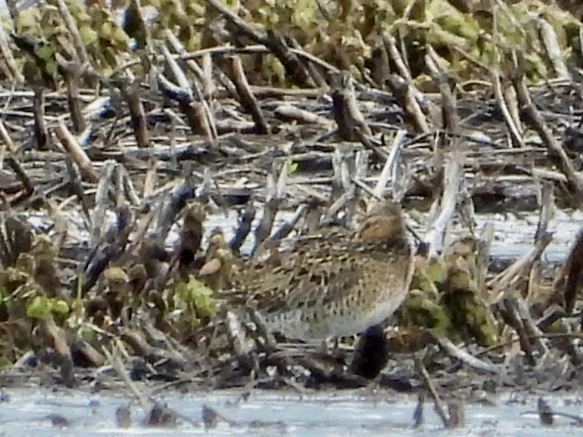 Short-billed Dowitcher - ML636836193