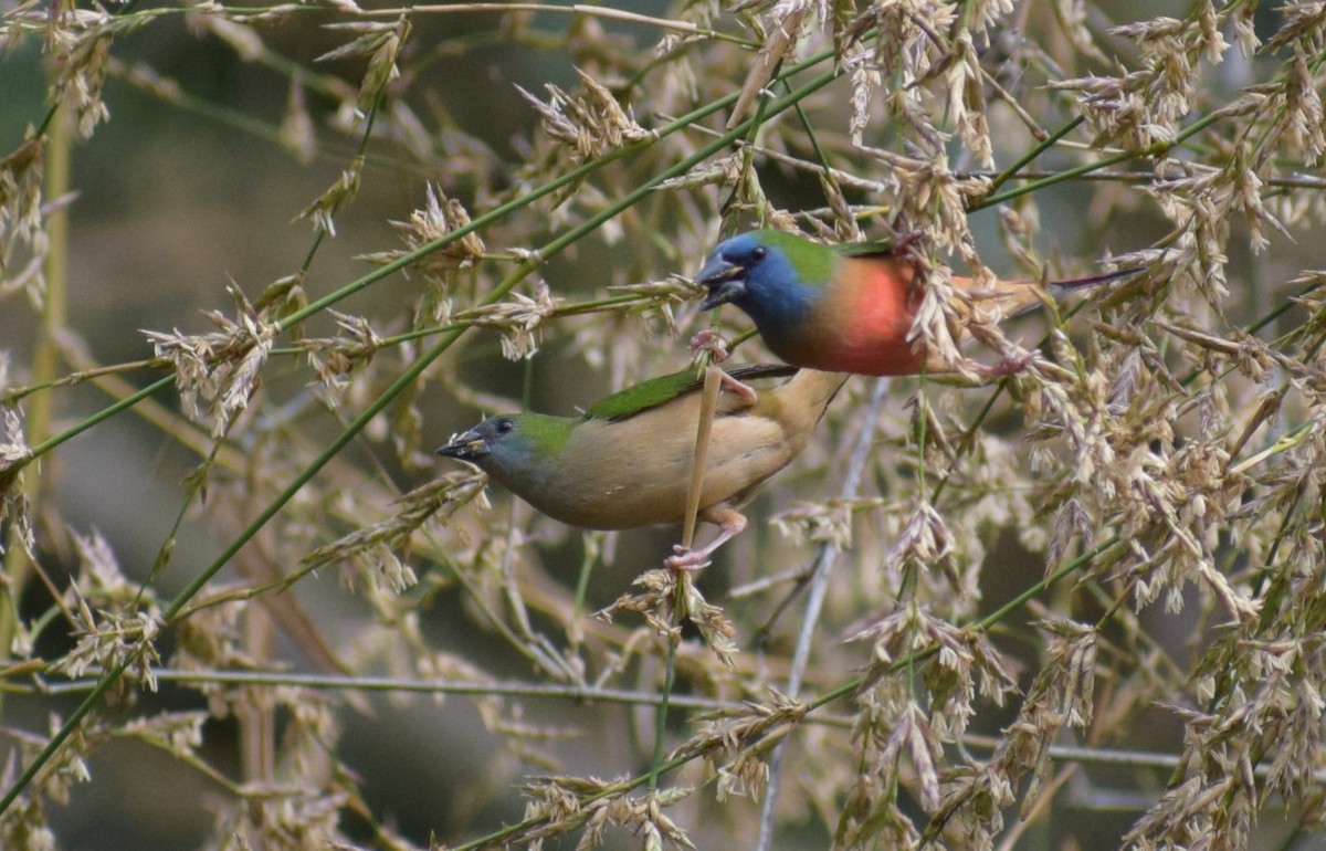 Pin-tailed Parrotfinch - ML636836213