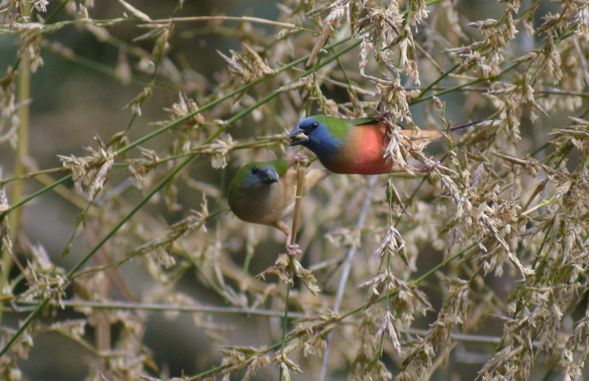 Pin-tailed Parrotfinch - ML636836214