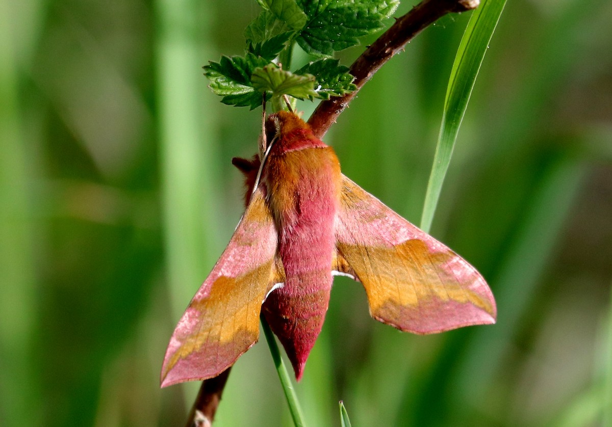 Insects - ML636836244