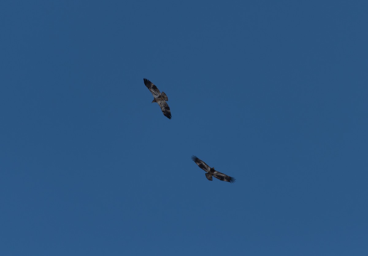 Bald Eagle - ML636836279