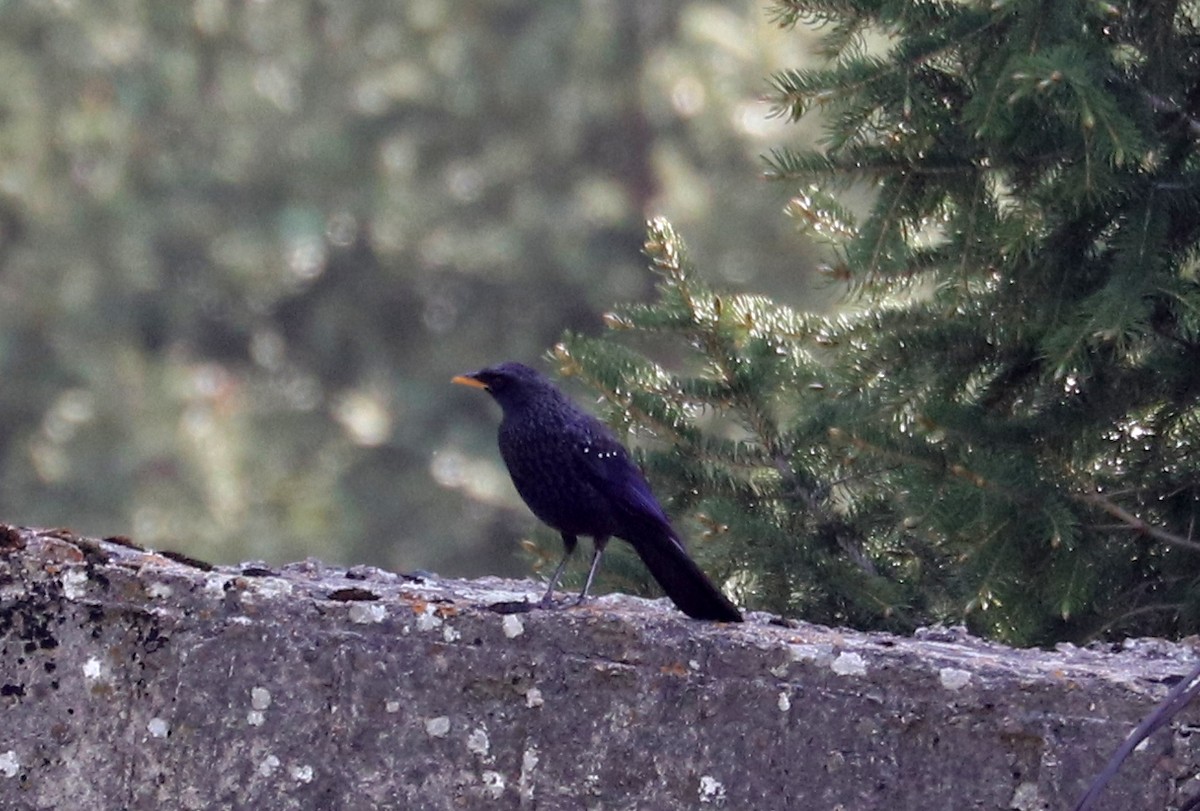Blue Whistling-Thrush (Yellow-billed) - ML636836297