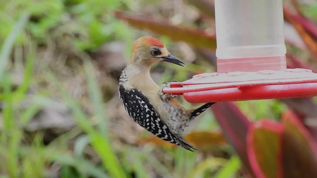 Red-crowned Woodpecker - ML636836323