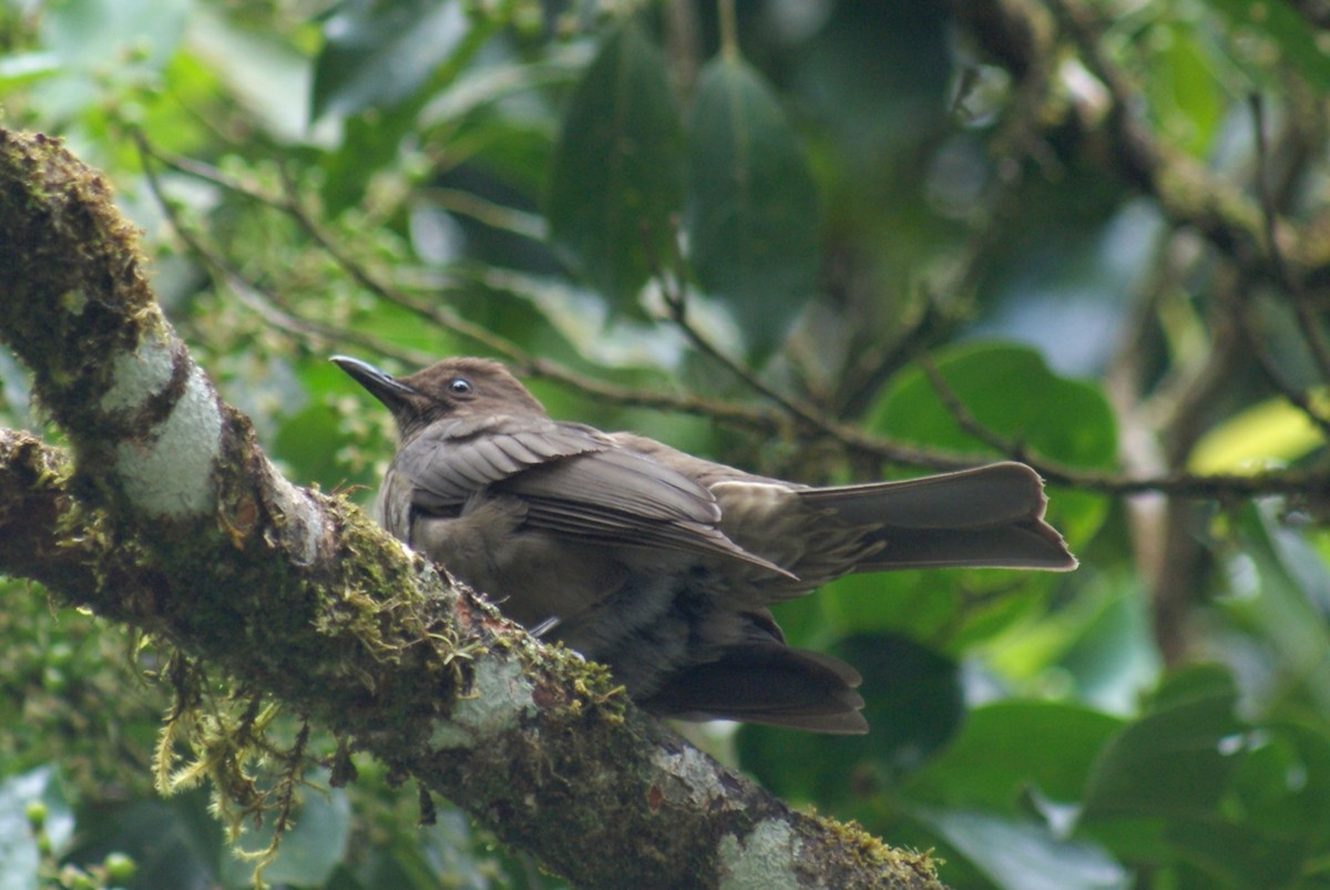 Mountain Thrush - ML636836355