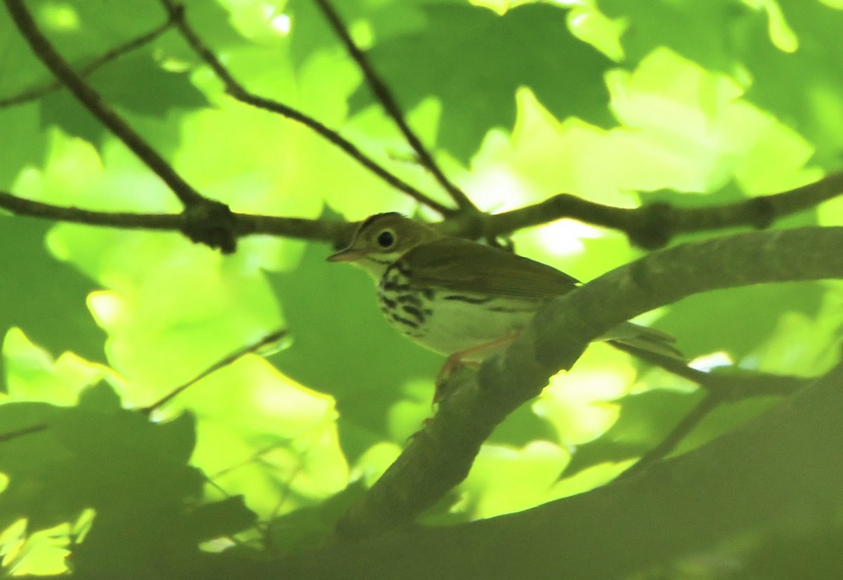 Ovenbird - ML636836388