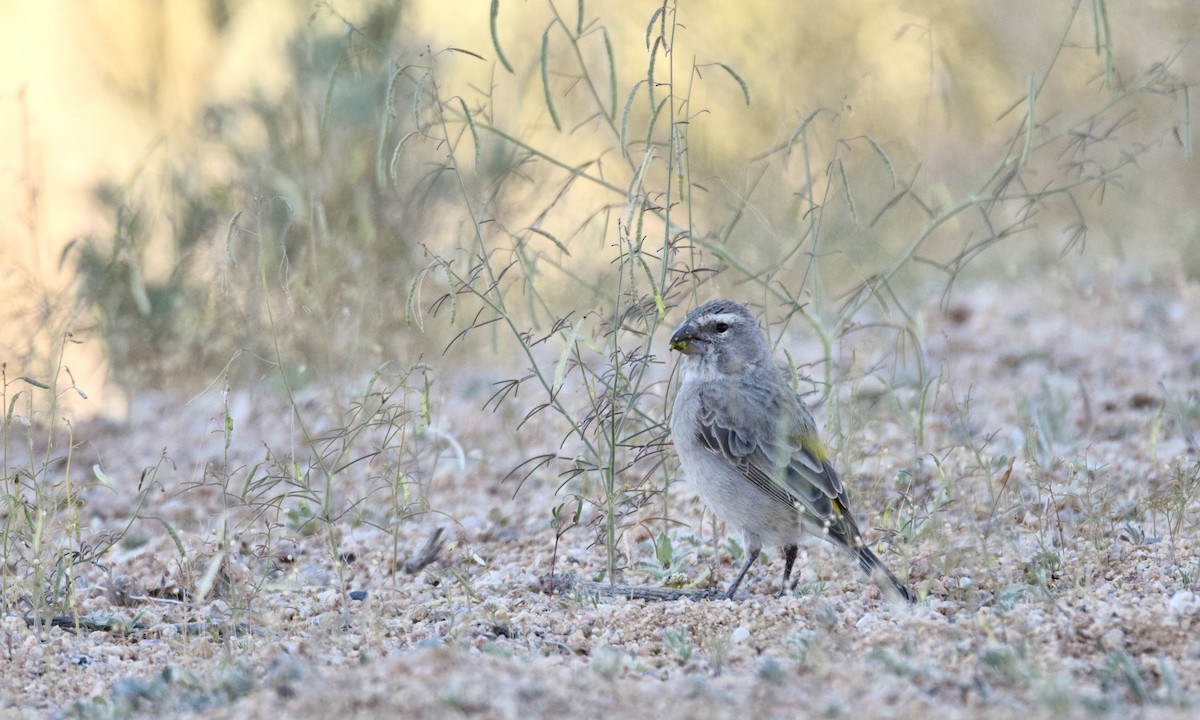 White-throated Canary - ML636836400