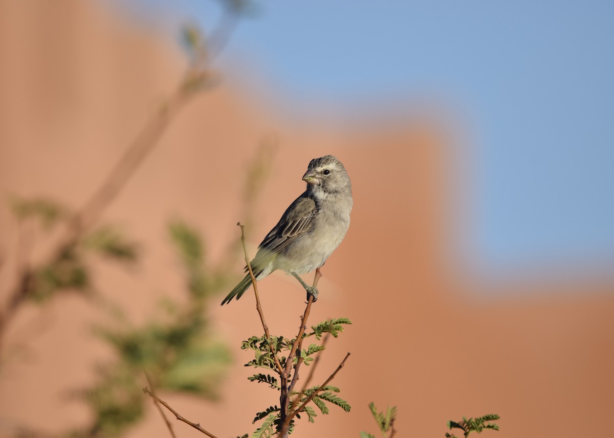 White-throated Canary - ML636836403