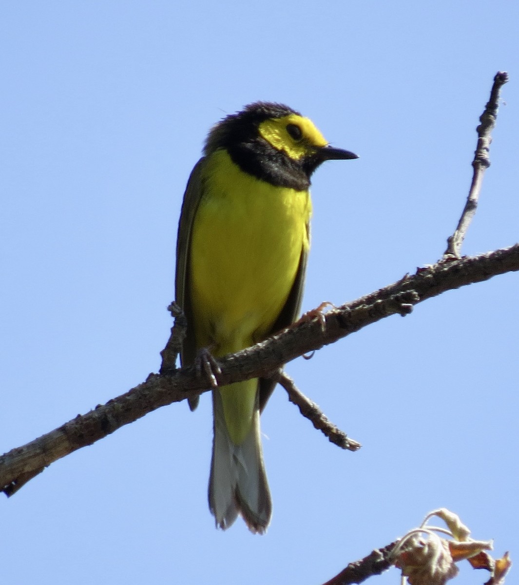 Hooded Warbler - ML636836429