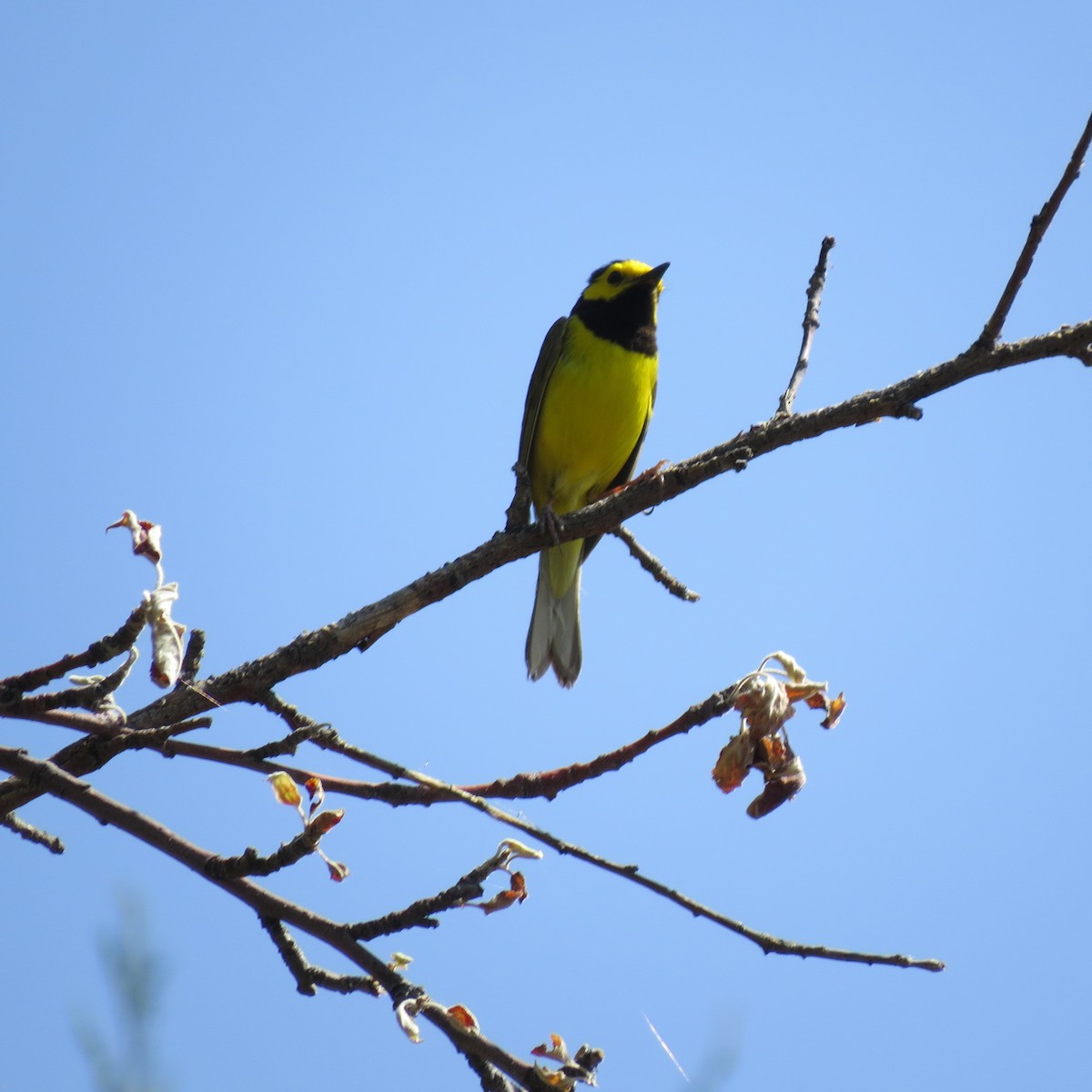 Hooded Warbler - ML636836430