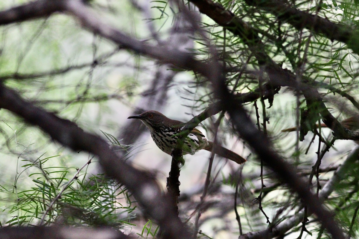 Long-billed Thrasher - ML636836443
