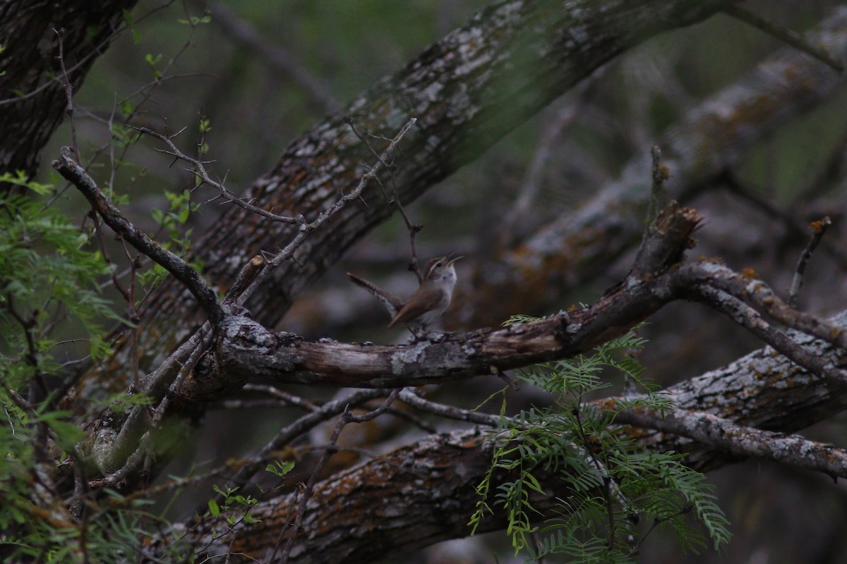 Bewick's Wren - ML636836455