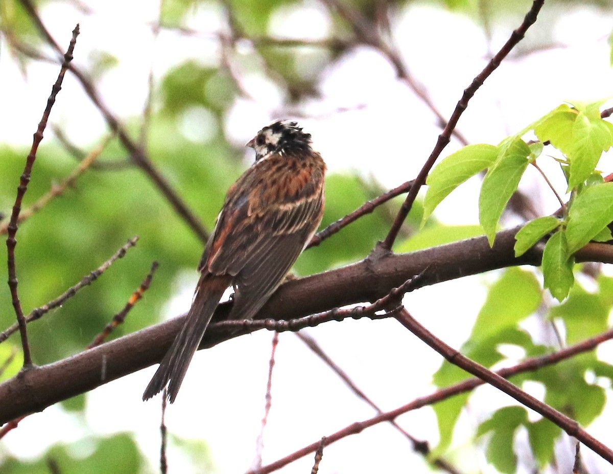 Pine Bunting - ML636836491