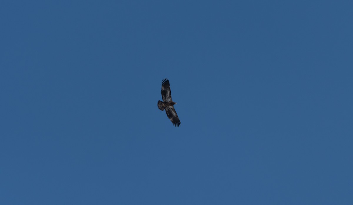 Bald Eagle - ML636836512