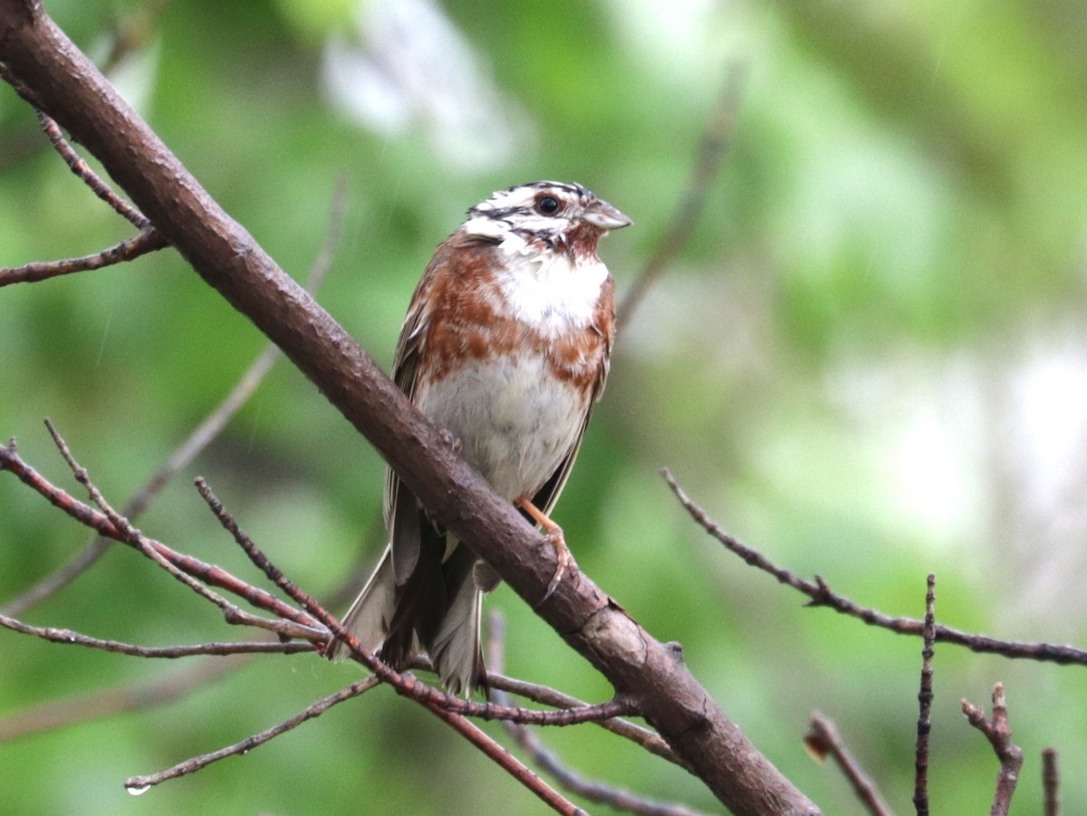 Pine Bunting - ML636836538