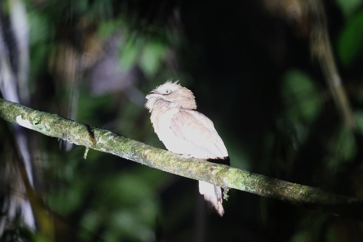 Gould's Frogmouth - ML636836571