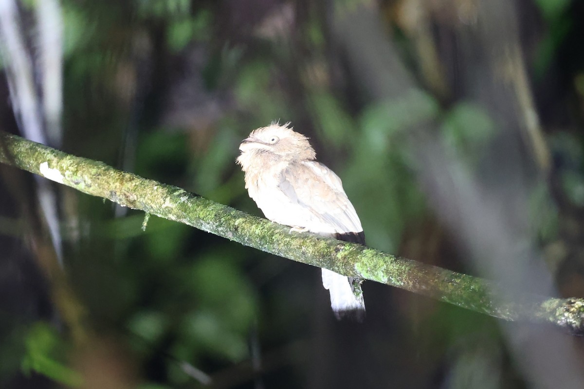 Gould's Frogmouth - ML636836573