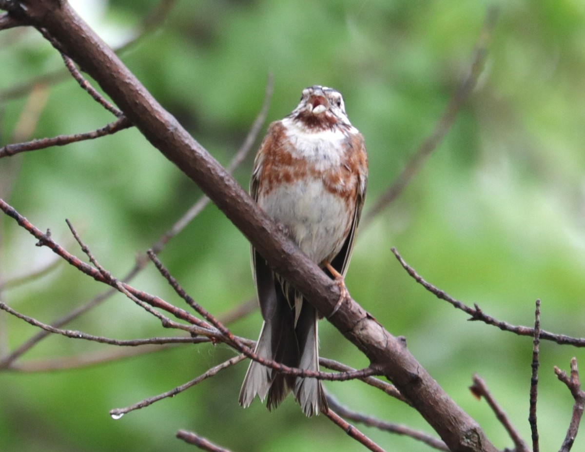 Pine Bunting - ML636836598