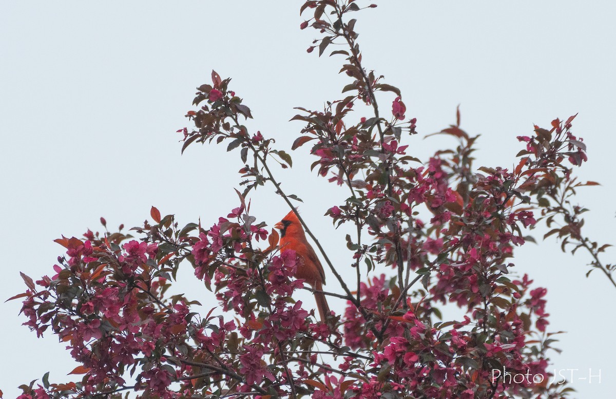 Northern Cardinal - ML636836631