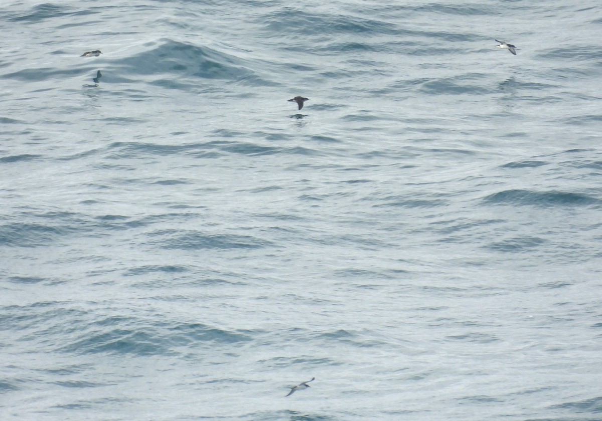Manx Shearwater - ML636836639