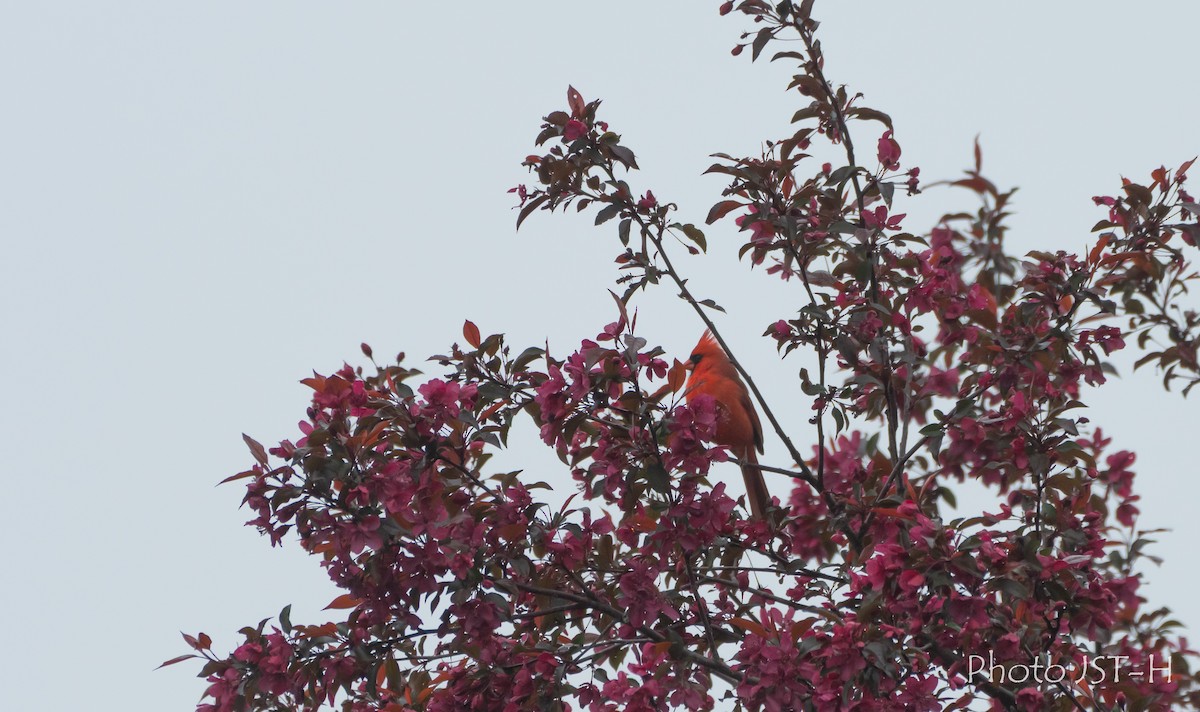 Northern Cardinal - ML636836640