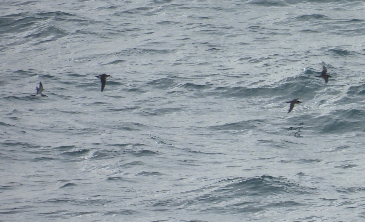 Manx Shearwater - ML636836641