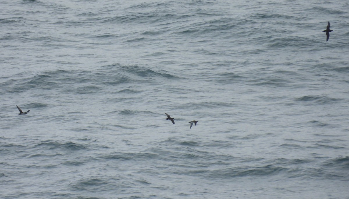 Manx Shearwater - ML636836642