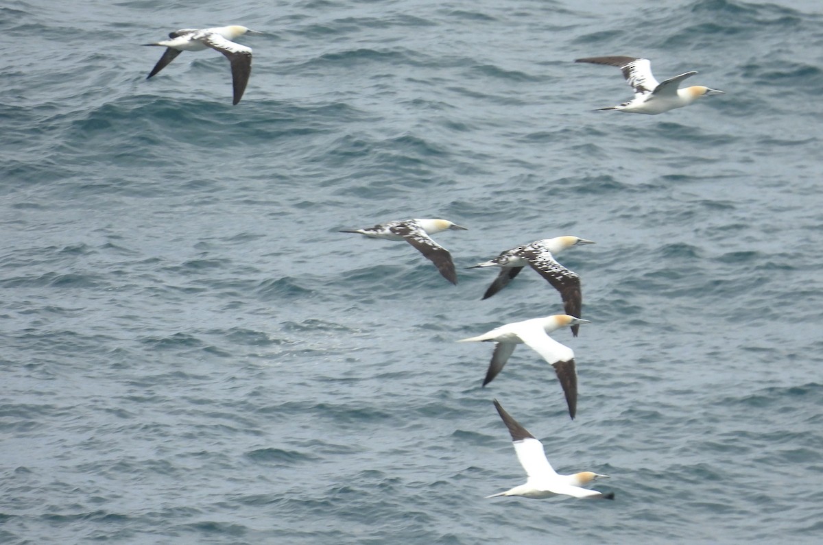 Northern Gannet - ML636836663